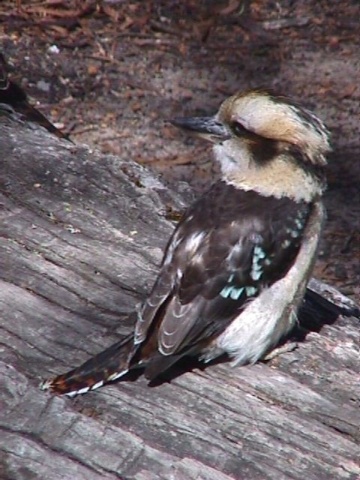 Laughing Kookaburra